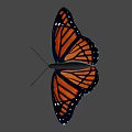 Orange And Black Butterfly With White Spots On Wings Against Gray Background