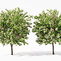 Two Lush Arbor Trees Displaying Green Leaves Pink Flowers And Brown Trunks
