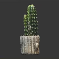 Green Spiky Cactus Plant In White Striped Textured Pot Against Dark Background