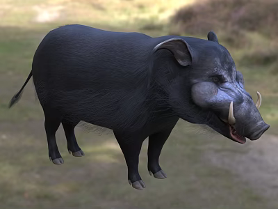 Black Wild Boar Standing In Grassy Field With Bushy Background And Tusks 3d model