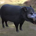 Black Wild Boar Standing In Grassy Field With Bushy Background And Tusks