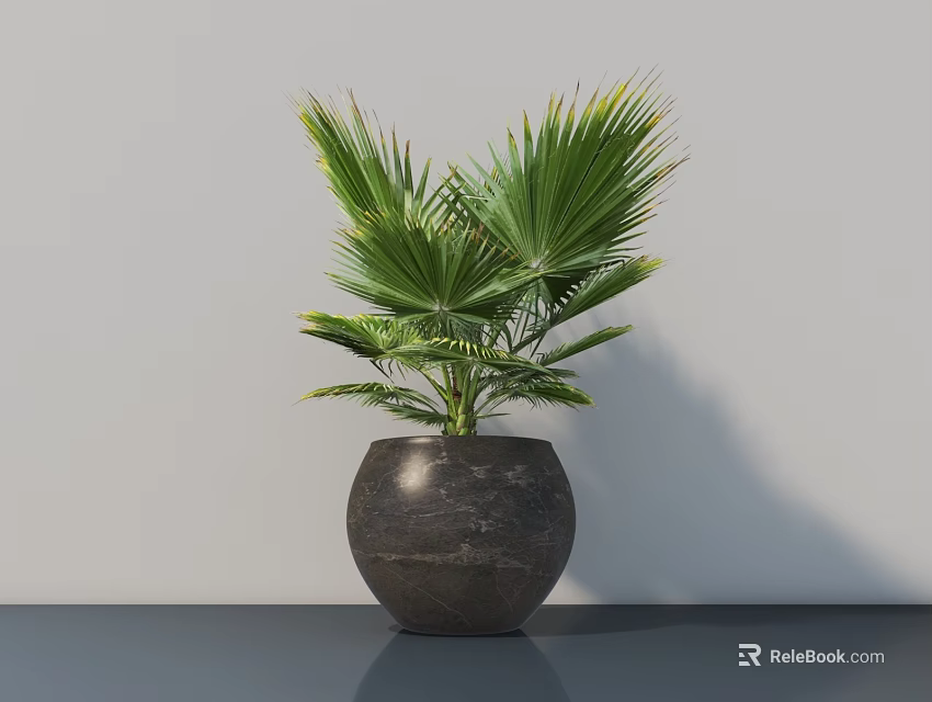 Potted Palm Plant With Green Leaves In Dark Round Pot On Tabletop Against Gray Wall 3d model 
