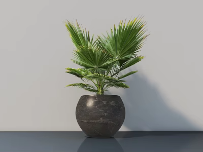 Potted Palm Plant With Green Leaves In Dark Round Pot On Tabletop Against Gray Wall 3d model
