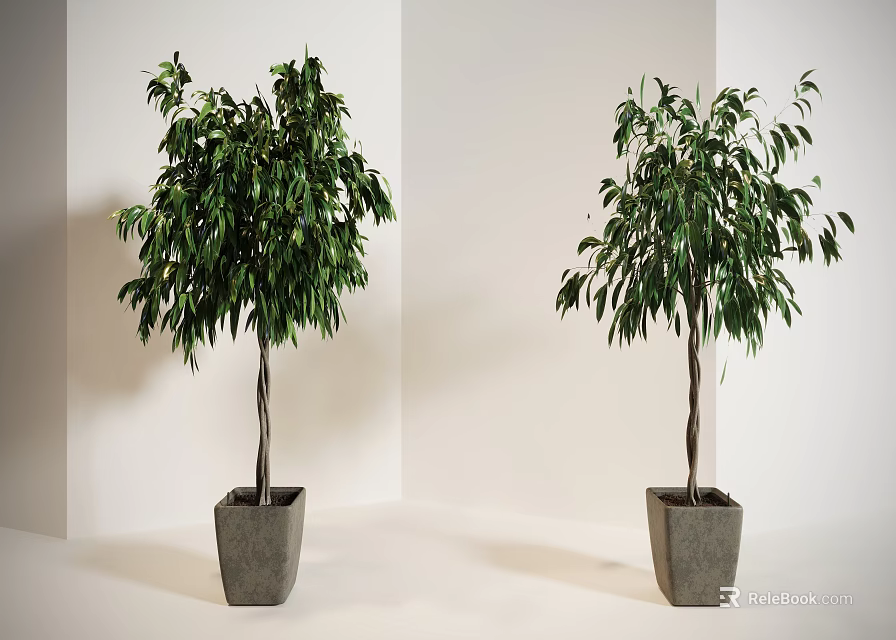 Lush Green Bonsai Potted Plants In Square Gray Pots Indoor White Background 3d model 
