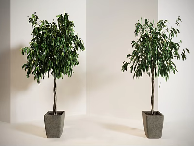 Lush Green Bonsai Potted Plants In Square Gray Pots Indoor White Background 3d model