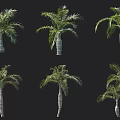 Six Tropical Palm Trees in Various Poses on Black Background 3d model