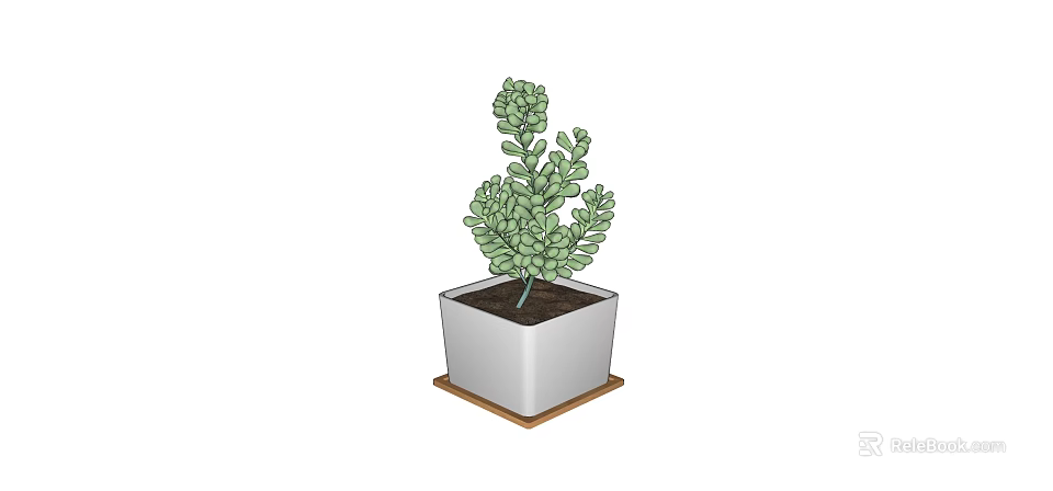 Lush Green Succulent Plant Growing in White Square Pot on Wooden Tray 3d model 