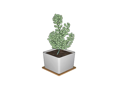 Lush Green Succulent Plant Growing in White Square Pot on Wooden Tray 3d model