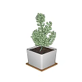 Lush Green Succulent Plant Growing in White Square Pot on Wooden Tray