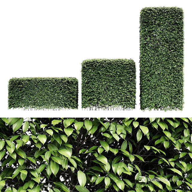 Well Trimmed Garden Shrubs With Different Shapes And Dense Green Leaves 3d model 