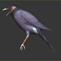 Purple Bird With Blue Head Yellow Eye Ring Open Beak Perched On Branch Dark Background