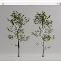 Modern Tree Landscape Tree 3d model