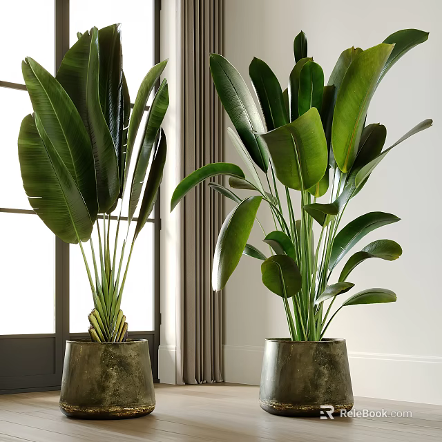 Indoor Potted Green Plants With Large Lush Leaves Placed By Window For Home Decor 3d model 