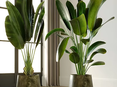 Indoor Potted Green Plants With Large Lush Leaves Placed By Window For Home Decor 3d model