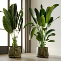 Indoor Potted Green Plants With Large Lush Leaves Placed By Window For Home Decor