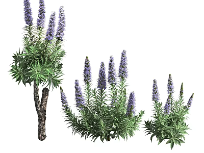 Lavender Bushes With Purple Flowers And Green Leaves Growing In Garden 3d model
