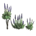 Lavender Bushes With Purple Flowers And Green Leaves Growing In Garden