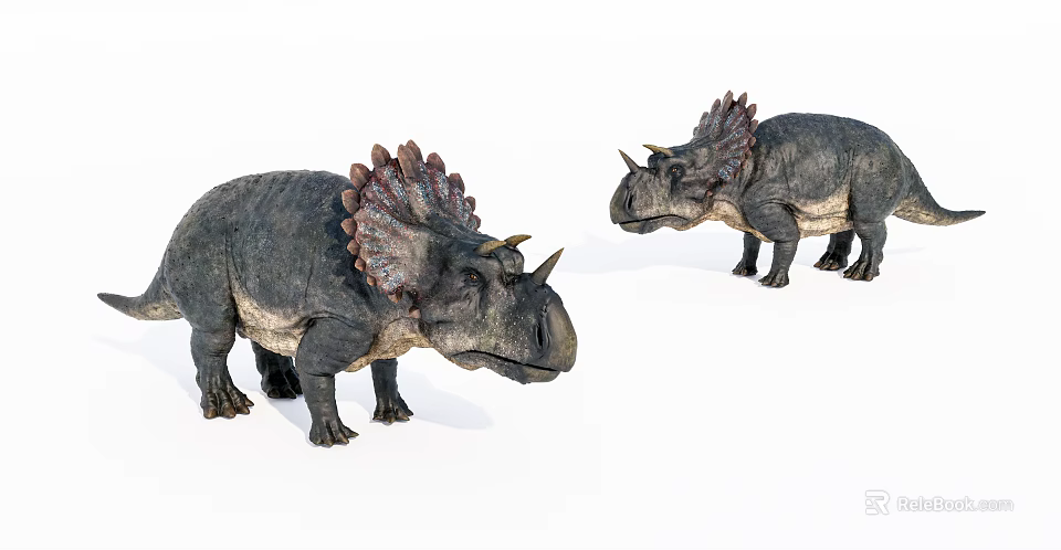 Two Triceratops Reptile Models With Frills Horns And 3D Detailed Design 3d model 