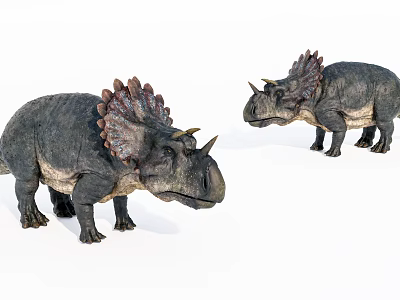 Two Triceratops Reptile Models With Frills Horns And 3D Detailed Design 3d model