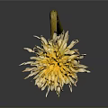 Dandelion Plant With Yellow Flower And Slender Green Stem Against Gray Background