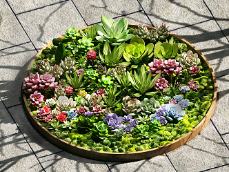 modern succulent plant green plant fleshy combination 3d model