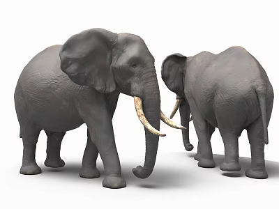 Two Gray Elephants Standing Together With Ivory Tusks And Thick Skin 3d model