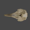 Detailed Animal Skull With Long Beak And Anatomical Features On Gray Background