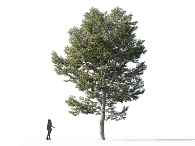 Modern Xinjiang Yang 3d model