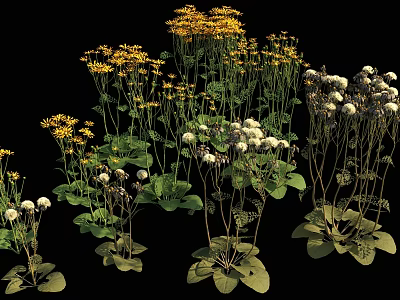 Decorative Yellow And White Flowers With Green Leaves In Various Herb Plant Species 3d model