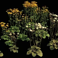 Decorative Yellow And White Flowers With Green Leaves In Various Herb Plant Species