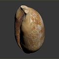 Modern Conch Bone Snail Snail Field Snail 3d model