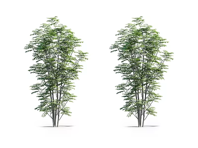 Two Tall Green Leafy Trees With Dense Foliage And Straight Trunks 3d model