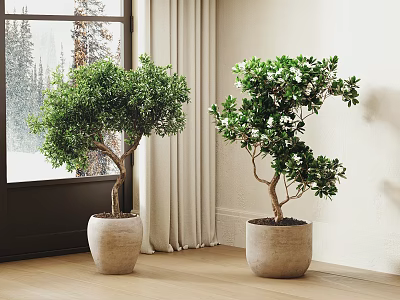 Indoor Bonsai Potted Plants Near Window With Snowy View Light Colored Pots on Wooden Floor 3d model