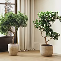 Indoor Bonsai Potted Plants Near Window With Snowy View Light Colored Pots on Wooden Floor