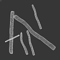 Minimalist Plant Stems White Line Drawing On Black Background Art