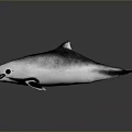 Realistic Gray And White Dolphin With Open Mouth Fins Tail Shiny Surface And Reflection