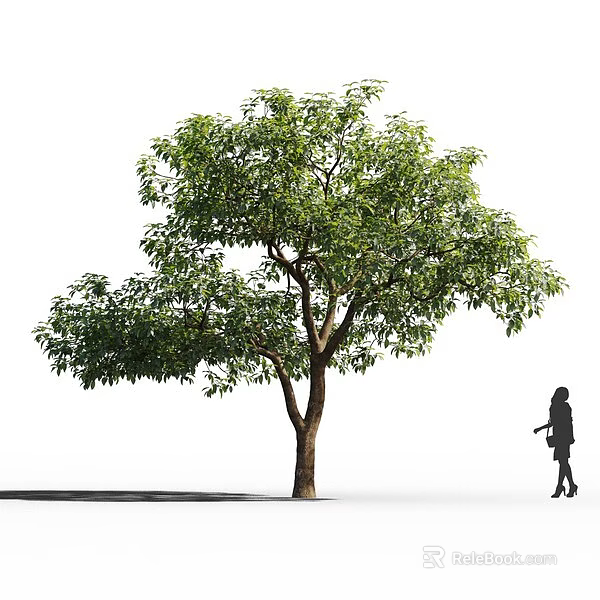 Arbor With Green Leaves Sturdy Trunk And Human Silhouette Against Isolated Background 3d model 