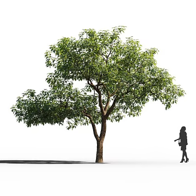 Arbor With Green Leaves Sturdy Trunk And Human Silhouette Against Isolated Background 3d model