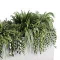Bonsai Potted Plants With Lush Ferns And Hanging Greenery In Concrete Container