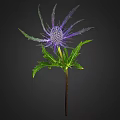 Eryngo Plant With Purple Spherical Flowers And Spiky Leaves On Black Background