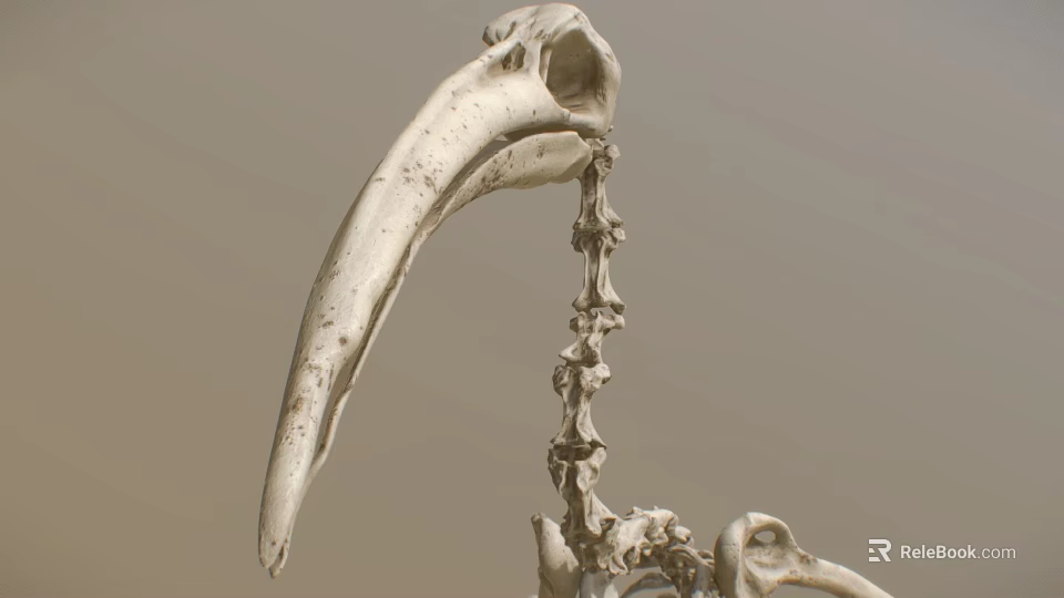 Close Up View Of Bird Skeleton With Long Beak And Vertebrae Structure 3d model 