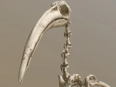 Close Up View Of Bird Skeleton With Long Beak And Vertebrae Structure 3d model