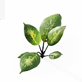 Fresh Green Plant With Vibrant Green Leaves And Yellow Spots