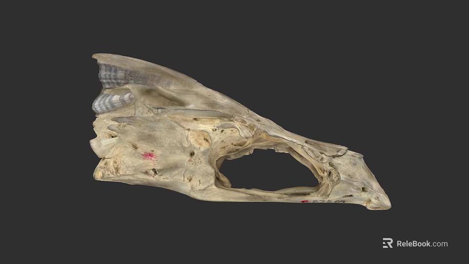 Detailed Aquatic Animal Skull Showing Anatomical Structure And Natural Bone Features 3d model 