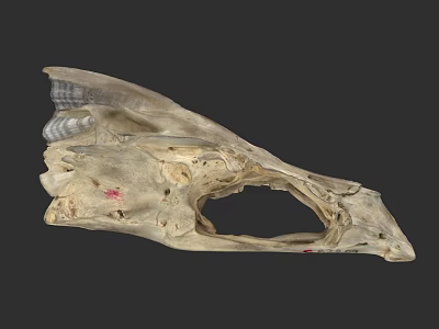Detailed Aquatic Animal Skull Showing Anatomical Structure And Natural Bone Features 3d model