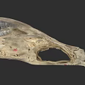 Detailed Aquatic Animal Skull Showing Anatomical Structure And Natural Bone Features