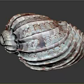 Conch Animal Shell With Pink White Stripes Shiny Surface And Intricate Patterns 3d model