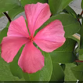 Pink Flower With Green Leaves And Fresh Petals In Natural View