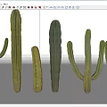 Various Green Cactus Plants With Different Shapes And Sizes In White Background