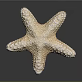 Pale Beige Starfish Aquatic Animal With Textured Surface On Dark Background 3d model